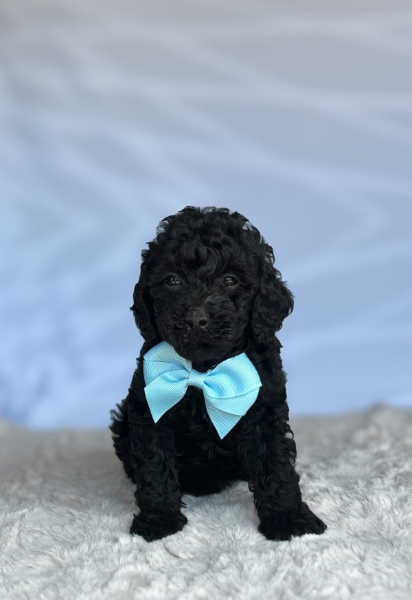 Brody - Image 2