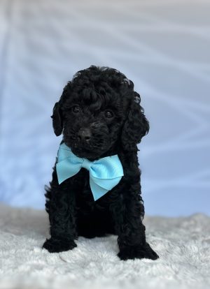 Brody