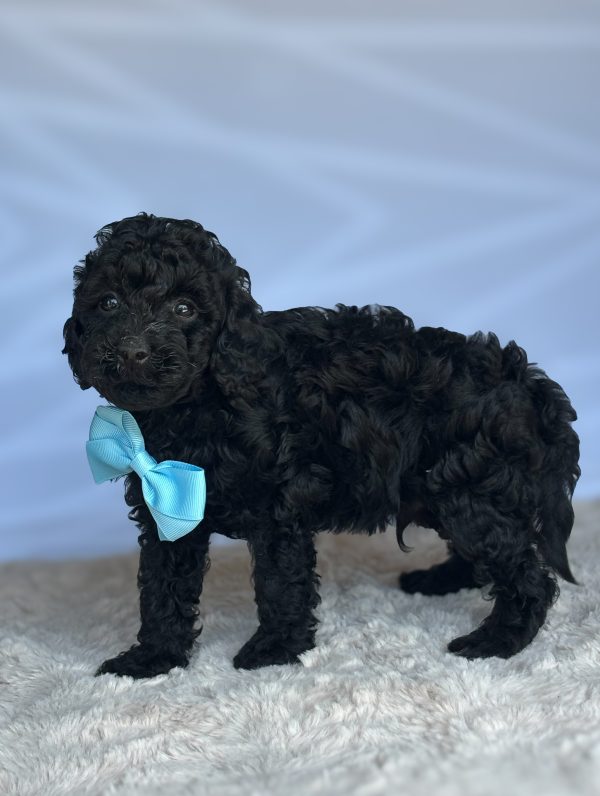 Brody - Image 4