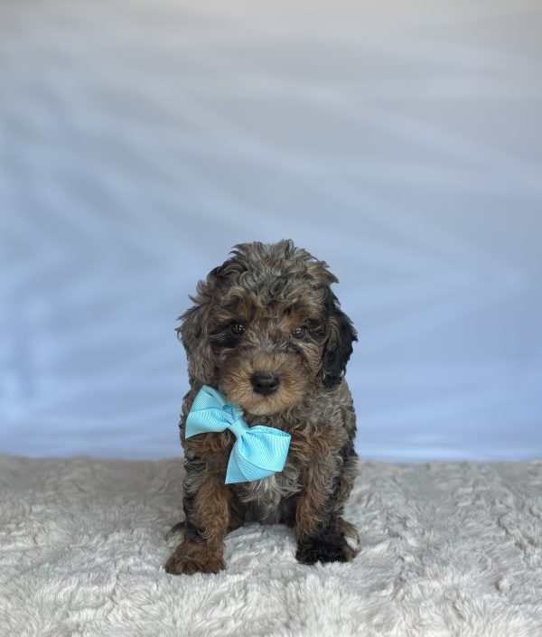 Mason - Image 4