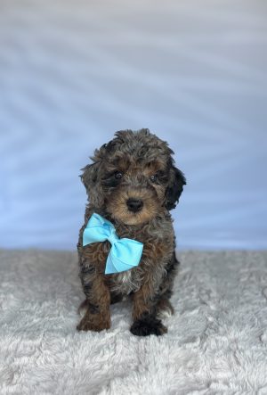 Mason