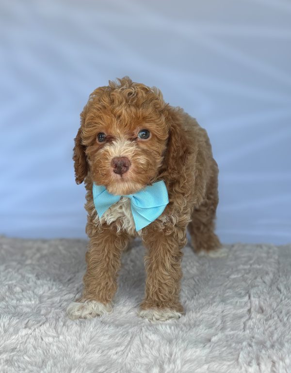 Bently - Image 2