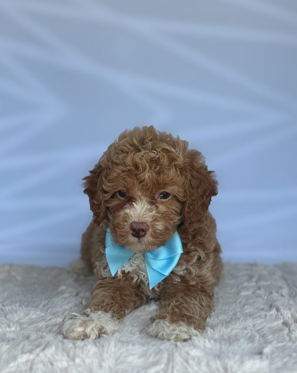 Bently - Image 3
