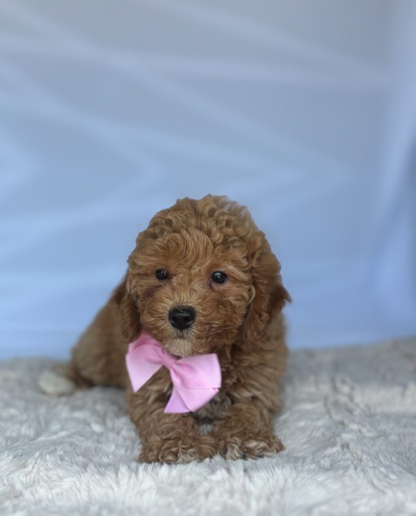 Maggie - Image 4