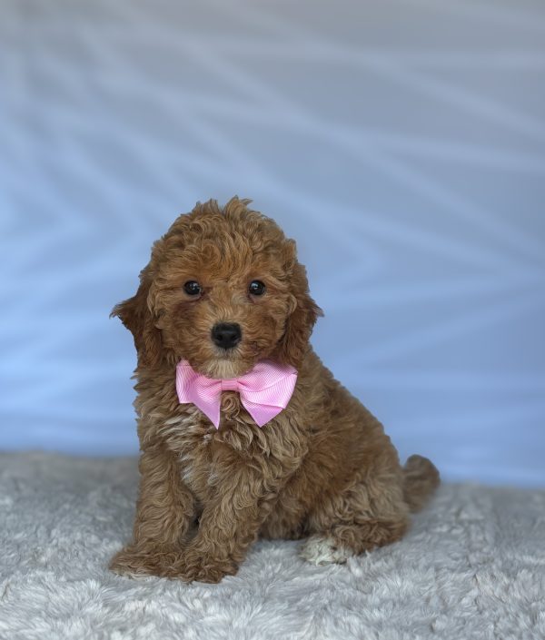 Maggie - Image 3