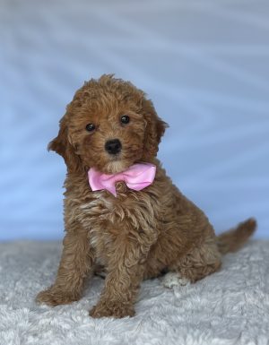 Maggie