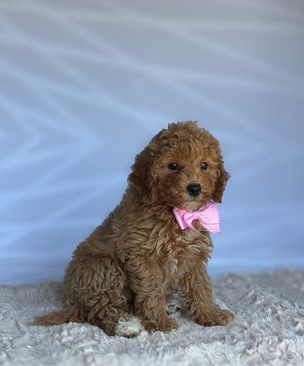 Maggie - Image 2