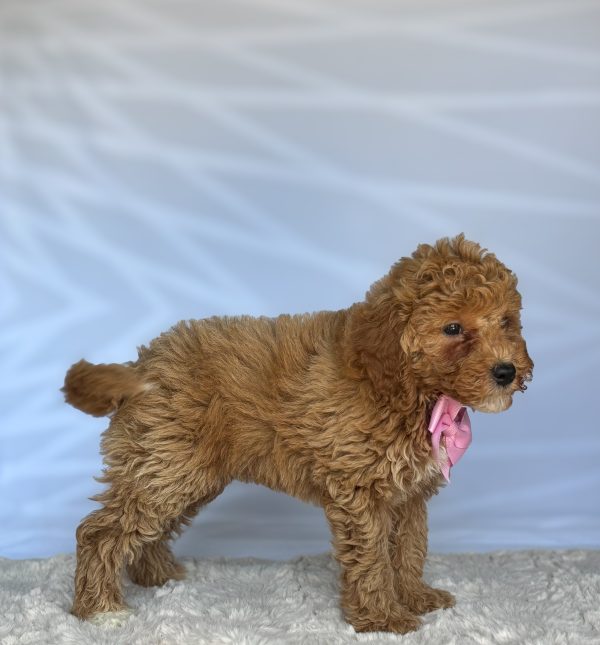 Maggie - Image 5