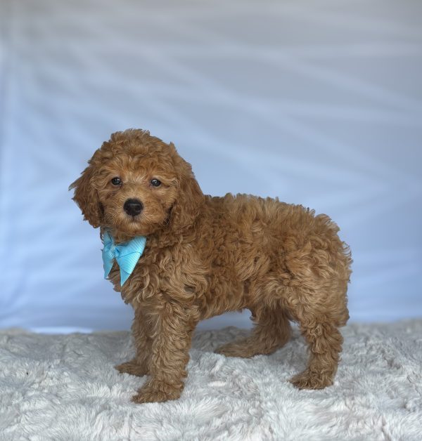 Cody - Image 2