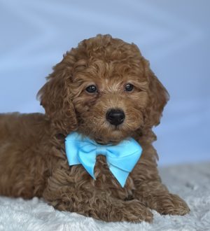 Cody