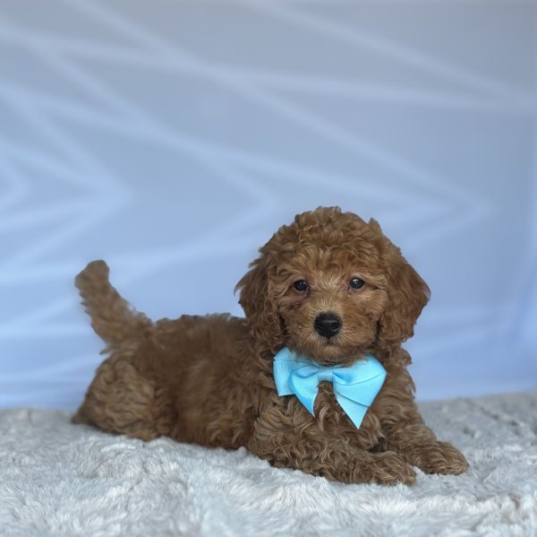 Cody - Image 3