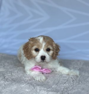 Tootsie