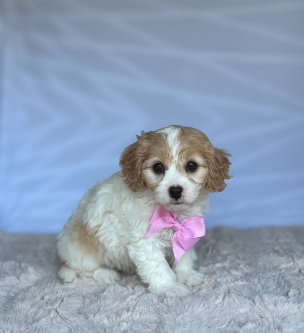 Tootsie - Image 4