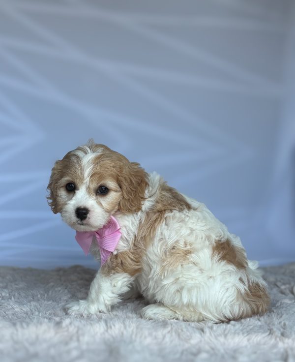 Tootsie - Image 3