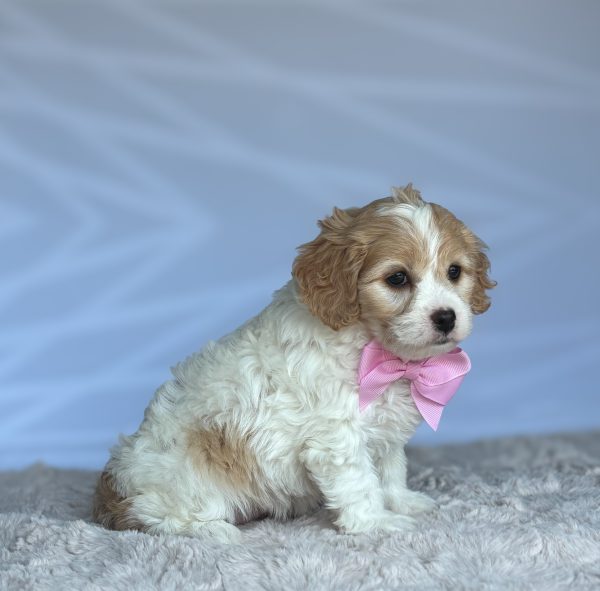 Tootsie - Image 2
