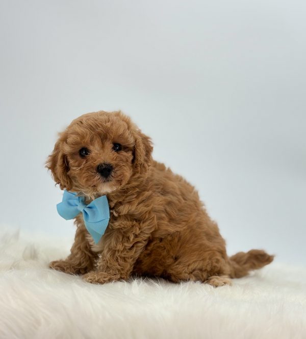 a small brown dog with a blue bow tie