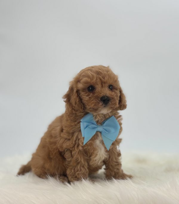 a dog wearing a bow tie