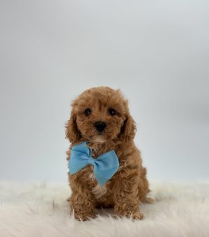 a dog wearing a bow tie