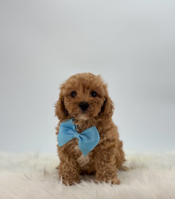 a dog wearing a bow tie