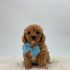 a dog wearing a bow tie