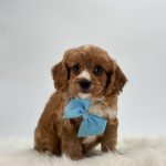 a brown and white puppy with a blue bow