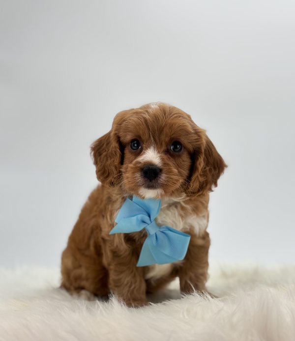 a brown and white puppy with a blue bow