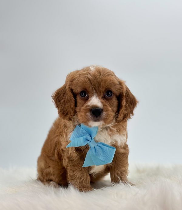 a brown and white puppy with a blue bow tie