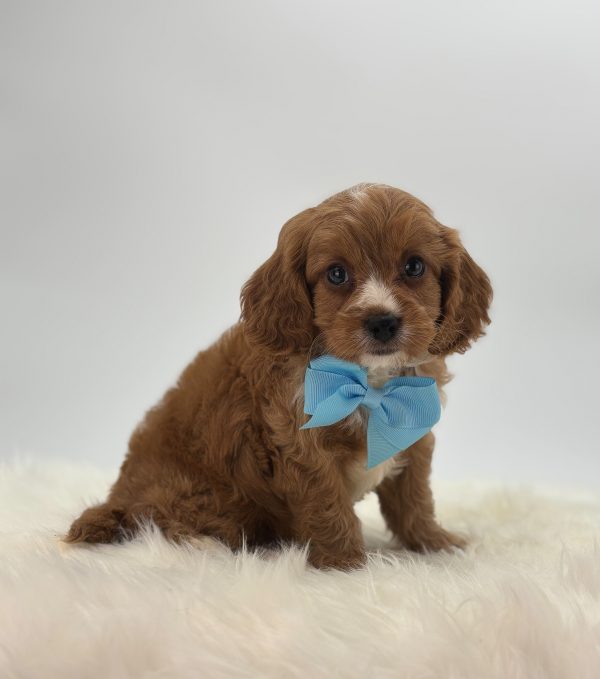 a brown puppy with a blue bow tie