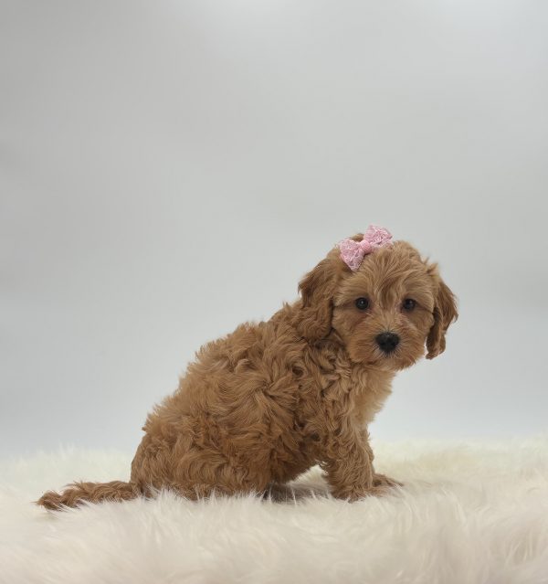 a brown dog with a pink bow on its head