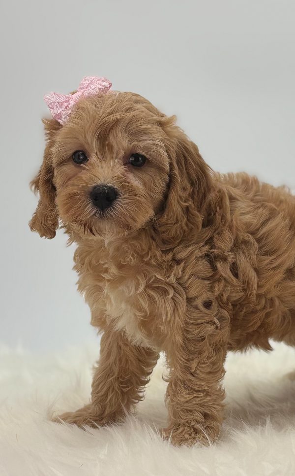 a dog with a pink bow