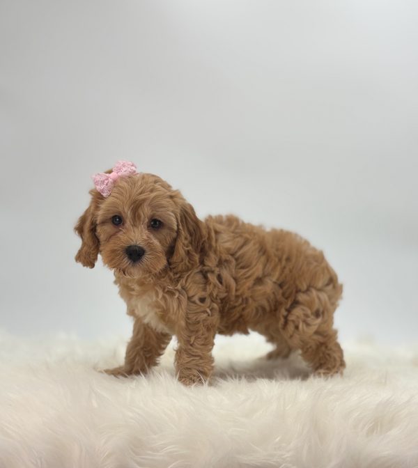 a dog standing on a white carpet