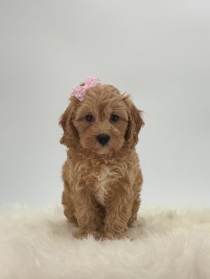 a dog with a bow on its head
