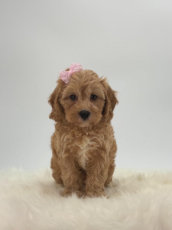 a dog with a bow on its head