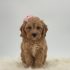 a dog with a bow on its head