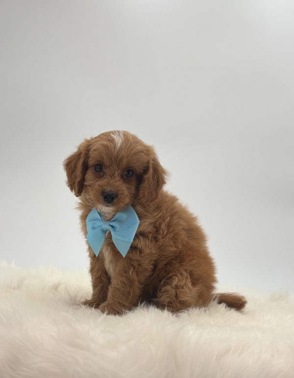 a brown puppy with a blue bow tie