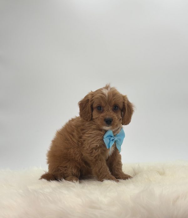 a brown puppy with a blue bow tie