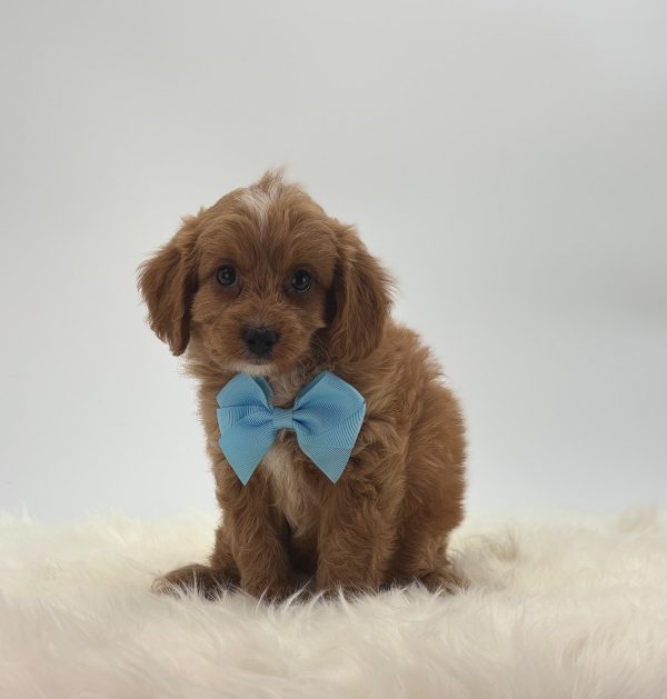 a brown dog with a blue bow tie