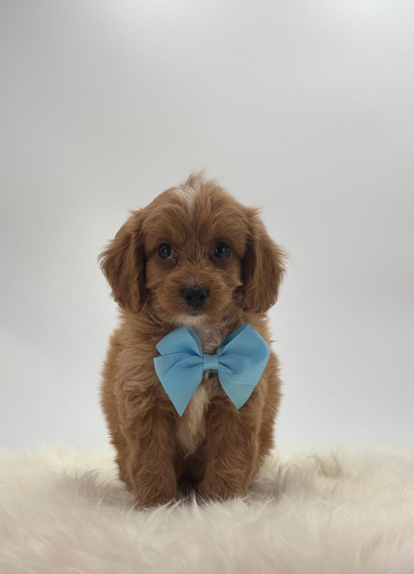 a brown puppy with a blue bow tie