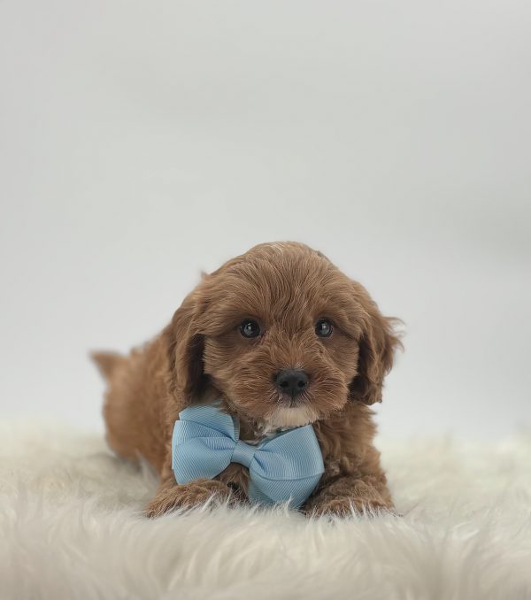 a brown puppy wearing a blue bow tie