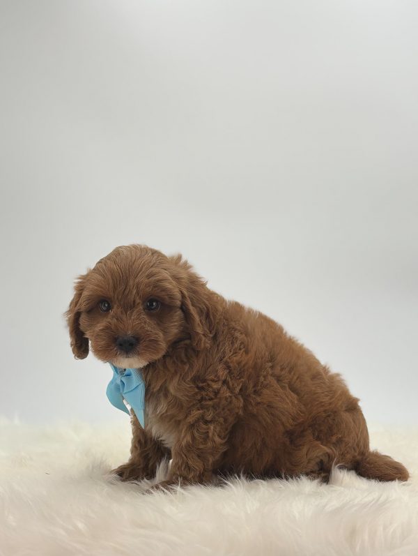 a brown dog with a blue bow tie