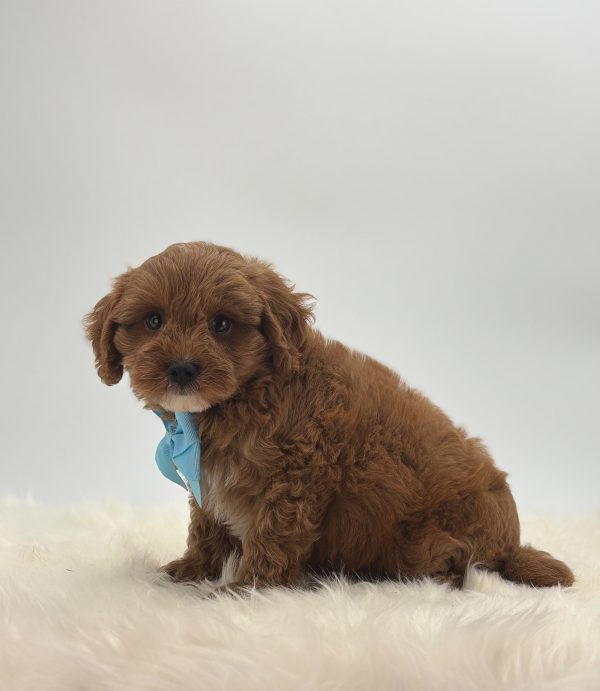 a brown dog with a blue scarf