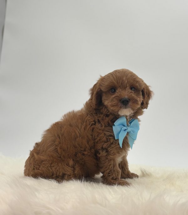 a brown puppy with a blue bow tie