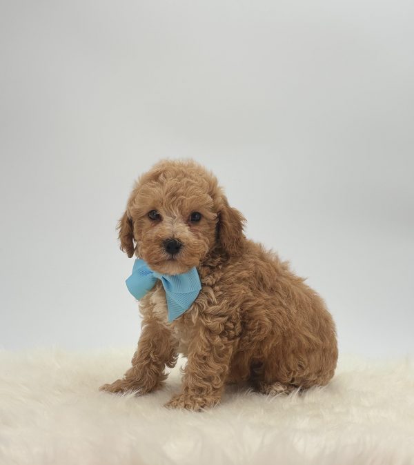 Scotty - Image 5
