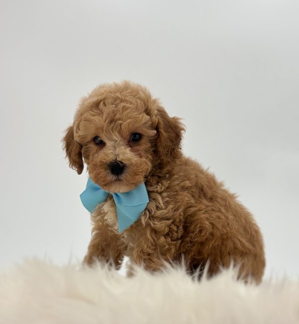Scotty - Image 4