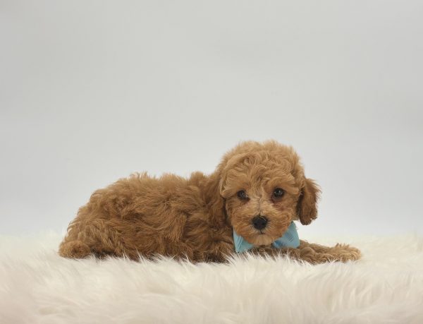 Scotty - Image 3