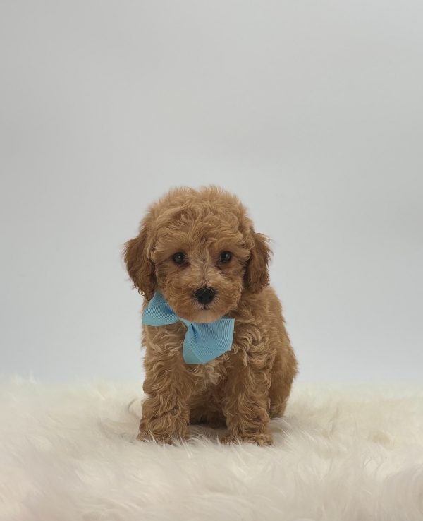 Scotty - Image 2