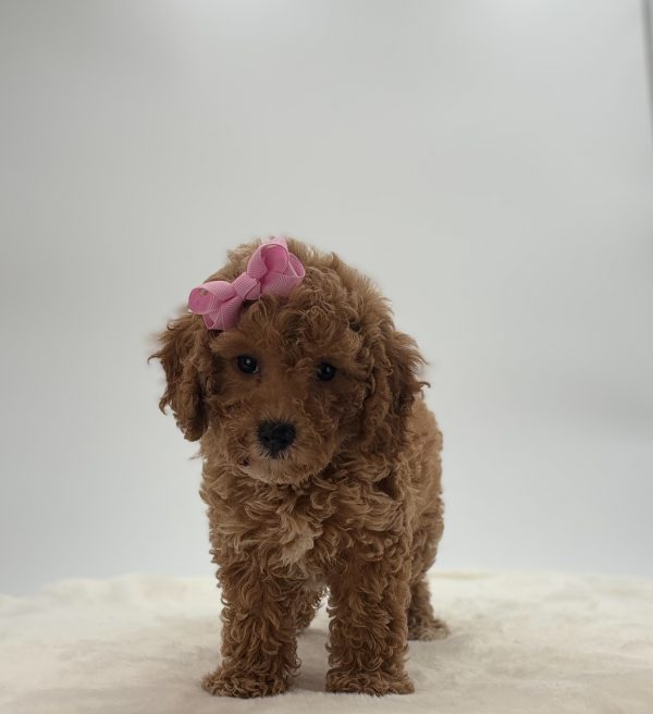 Patsy - Image 4