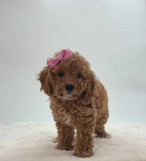 Patsy - Image 3